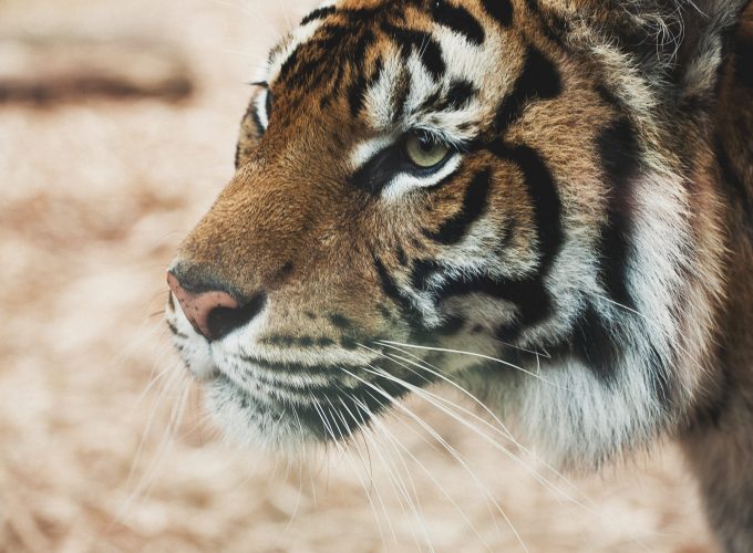 Wallpaper Tiger, savanna, look, cute animals, Animals 2060017042